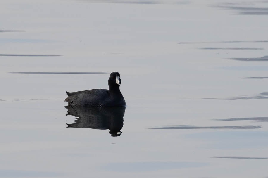 American Coot - ML646468081