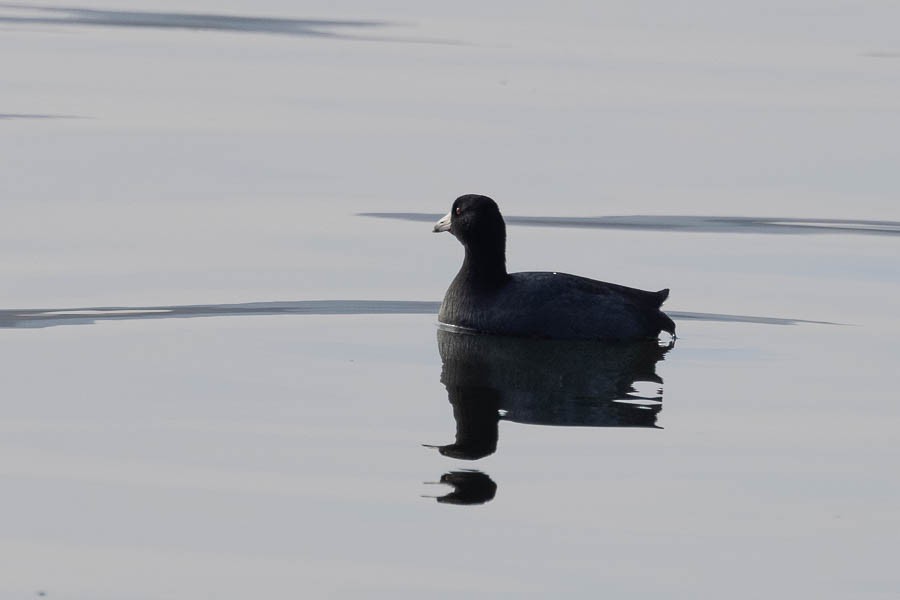 American Coot - ML646468082