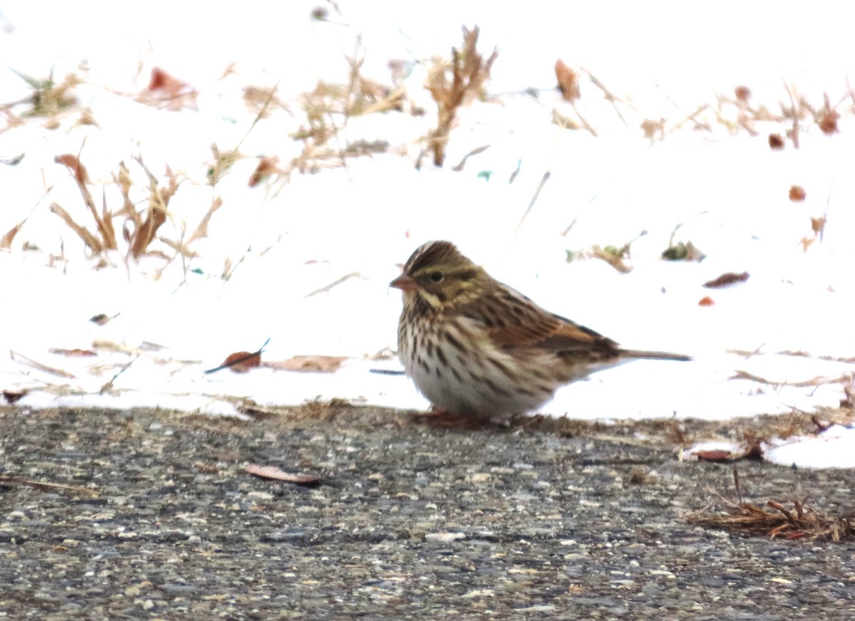 Savannah Sparrow (Savannah) - ML646468088