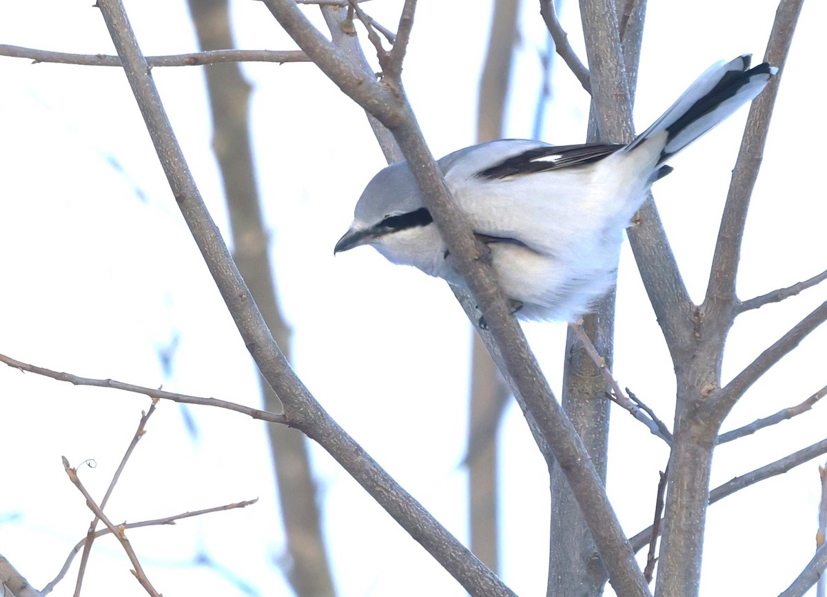 Northern Shrike - ML646468093