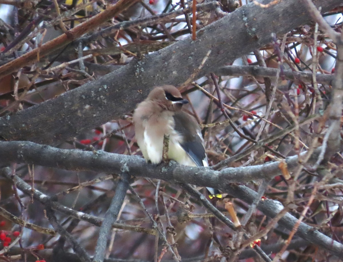 Cedar Waxwing - ML646468095