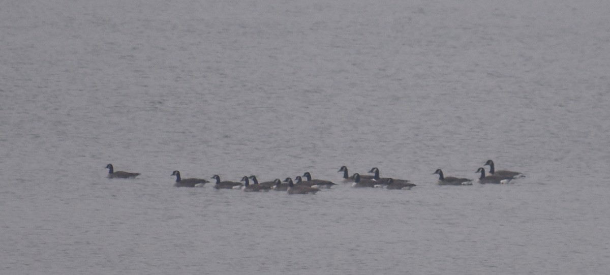 Канад галуу - ML646468097