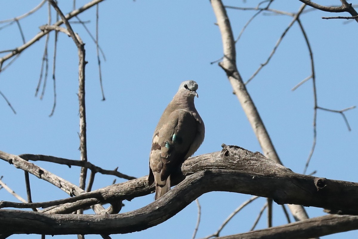 Yeşil Aynalı Kumru - ML646468101