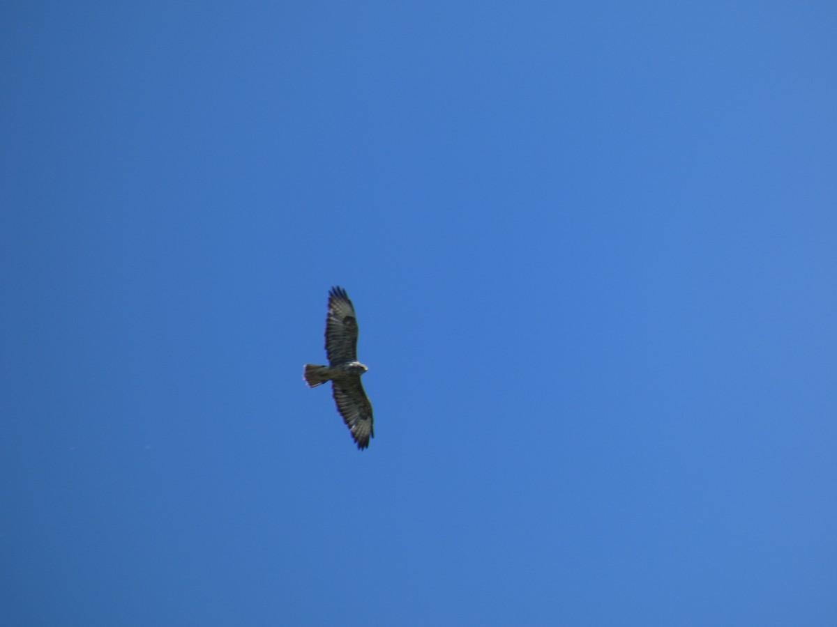 Busardo Ratonero - ML646468102