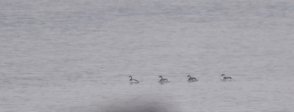 Пірникоза червоношия - ML646468105