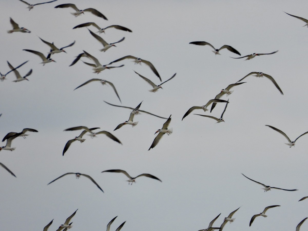 Rayador Americano - ML646468106