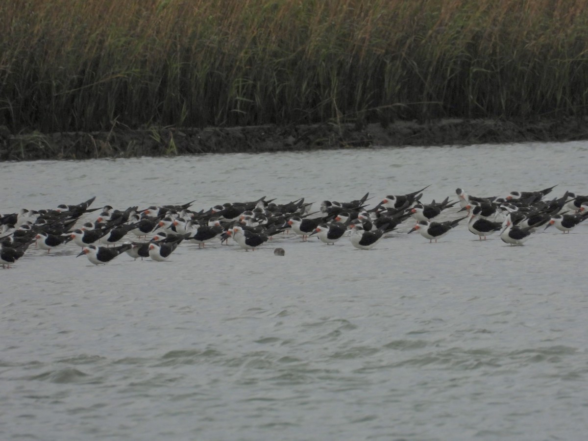 Rayador Americano - ML646468107