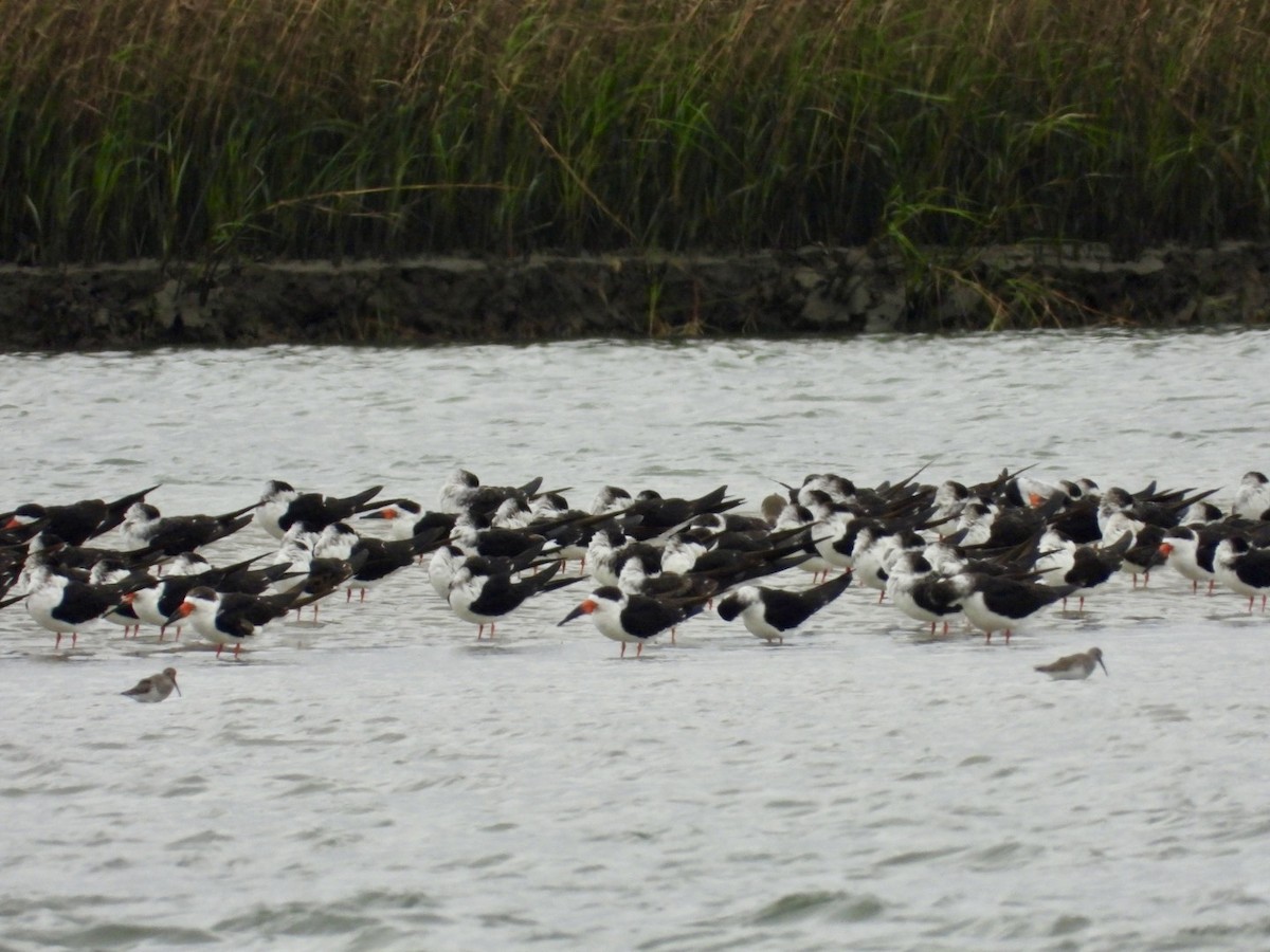 Rayador Americano - ML646468108