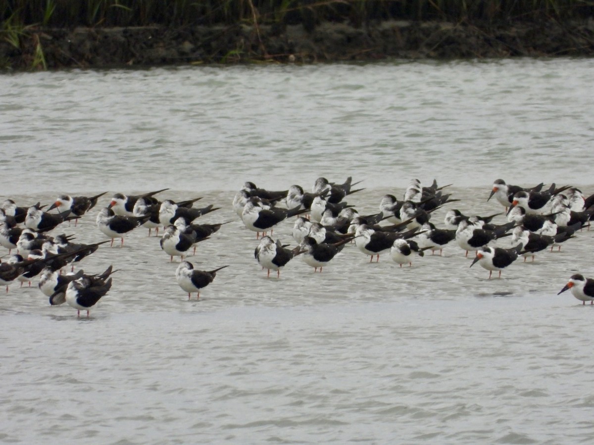 Rayador Americano - ML646468109