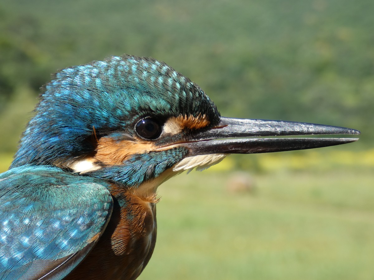 Martín Pescador Común - ML646468113