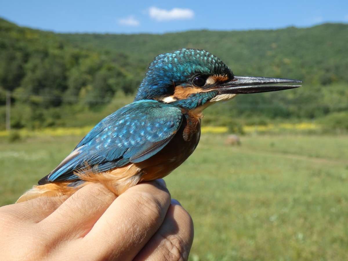 Martín Pescador Común - ML646468114