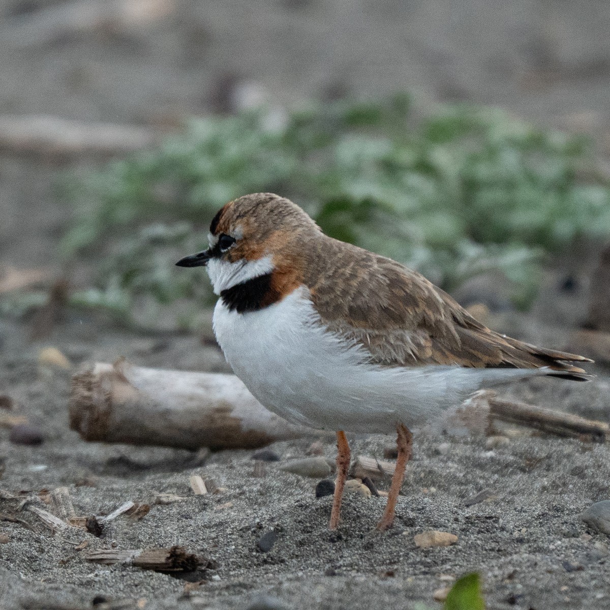 Chorlitejo de Azara - ML646468115