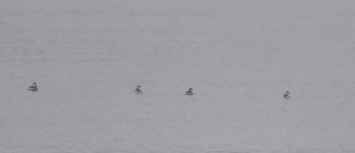 Пірникоза червоношия - ML646468116