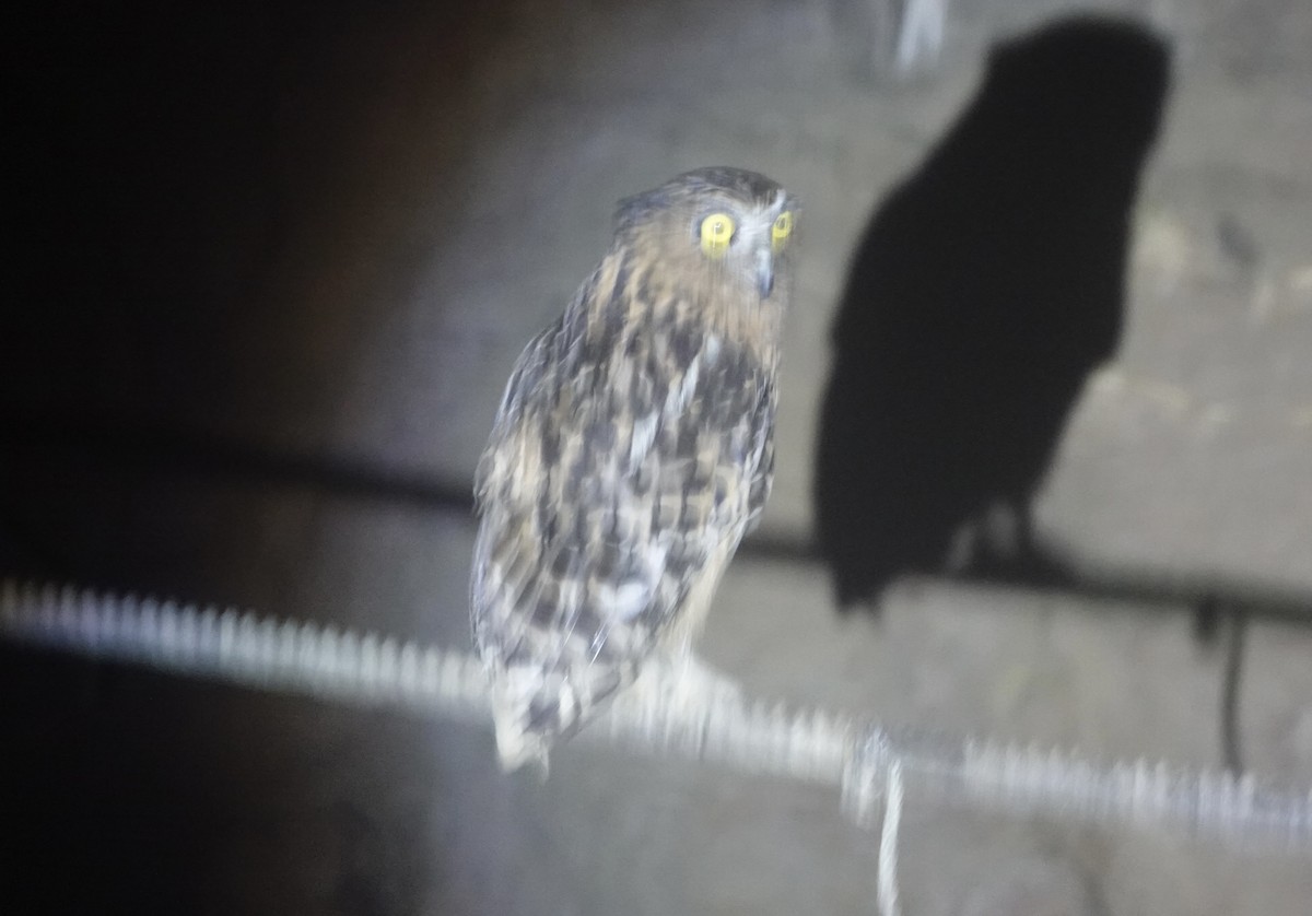 Búho Pescador Malayo - ML646468117