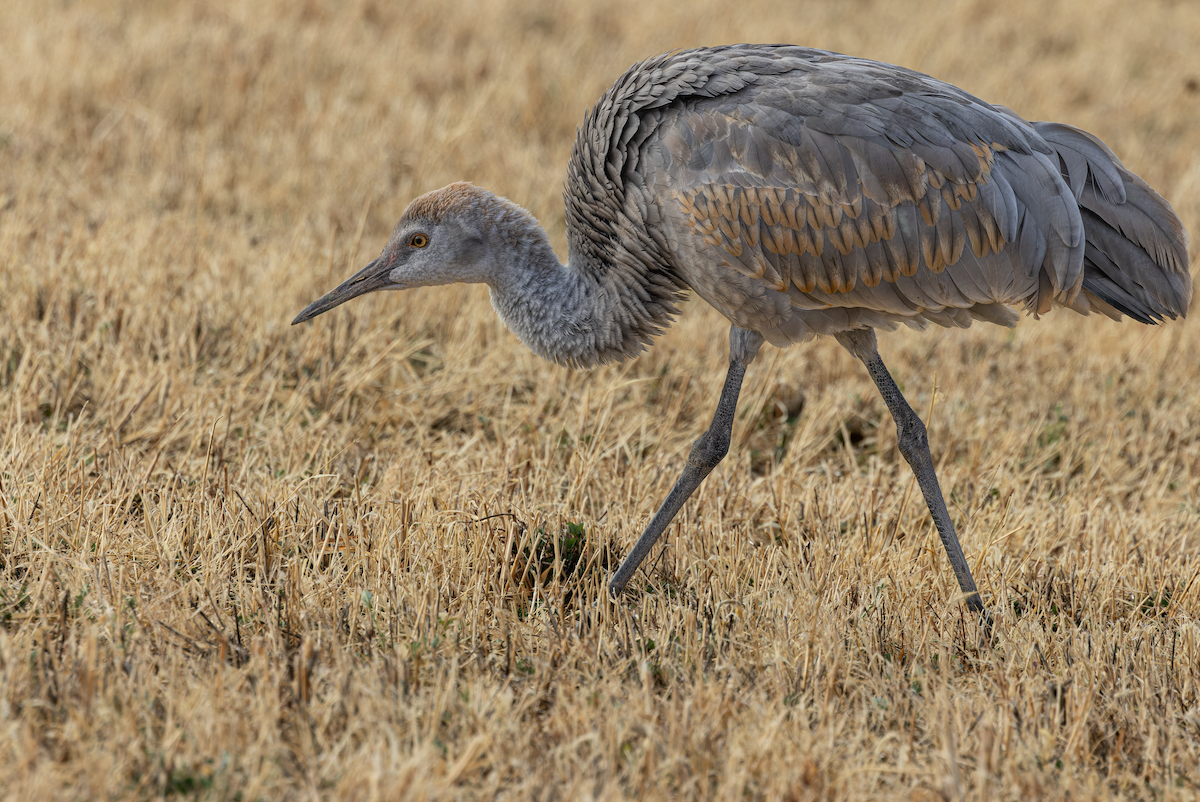 Grulla Canadiense - ML646468118