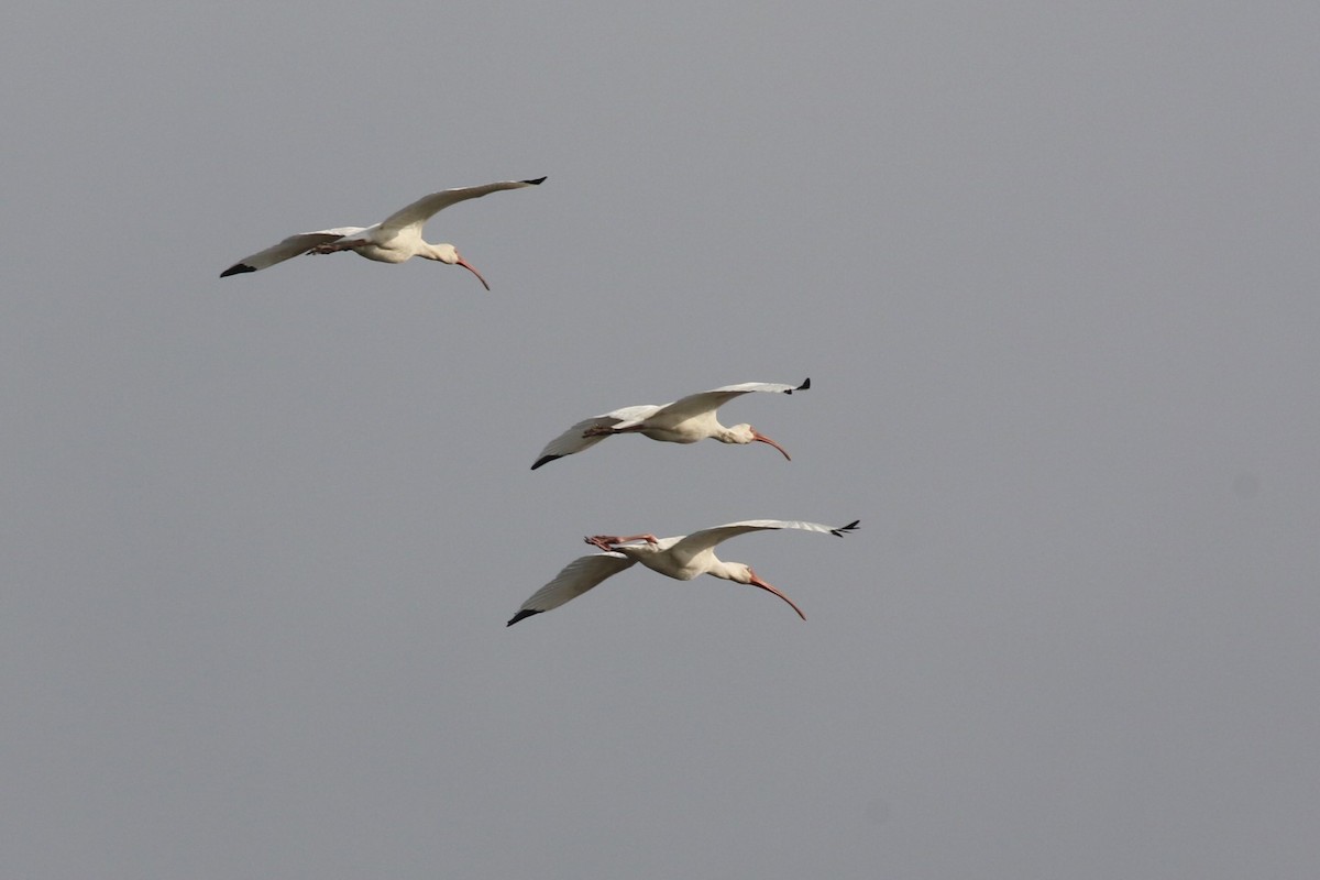 Corocoro Blanco - ML646468119