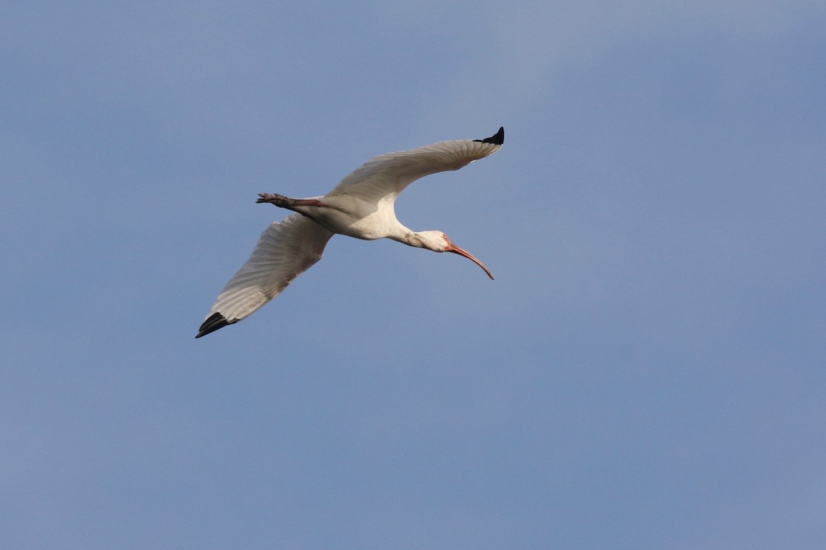 Corocoro Blanco - ML646468120