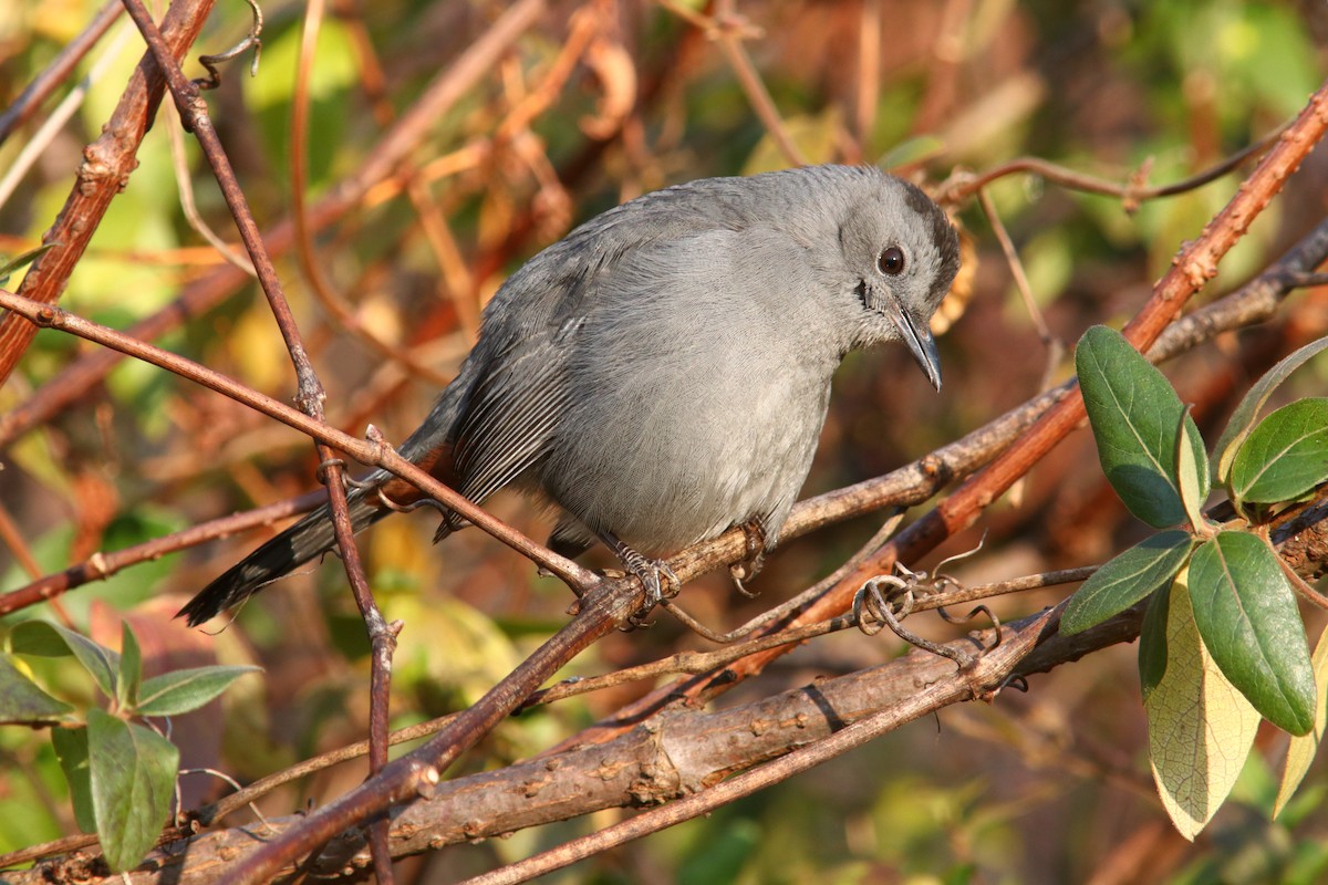 drozdec černohlavý - ML646468121