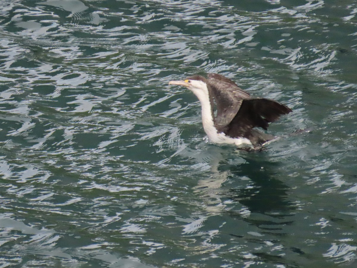 Pied Cormorant - ML646468122