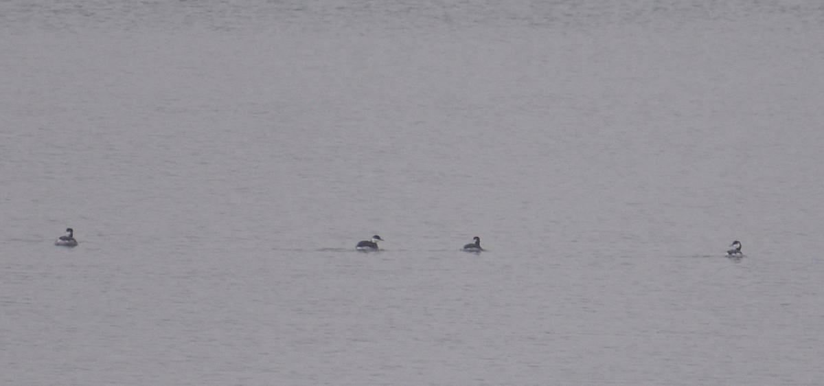 Пірникоза червоношия - ML646468123