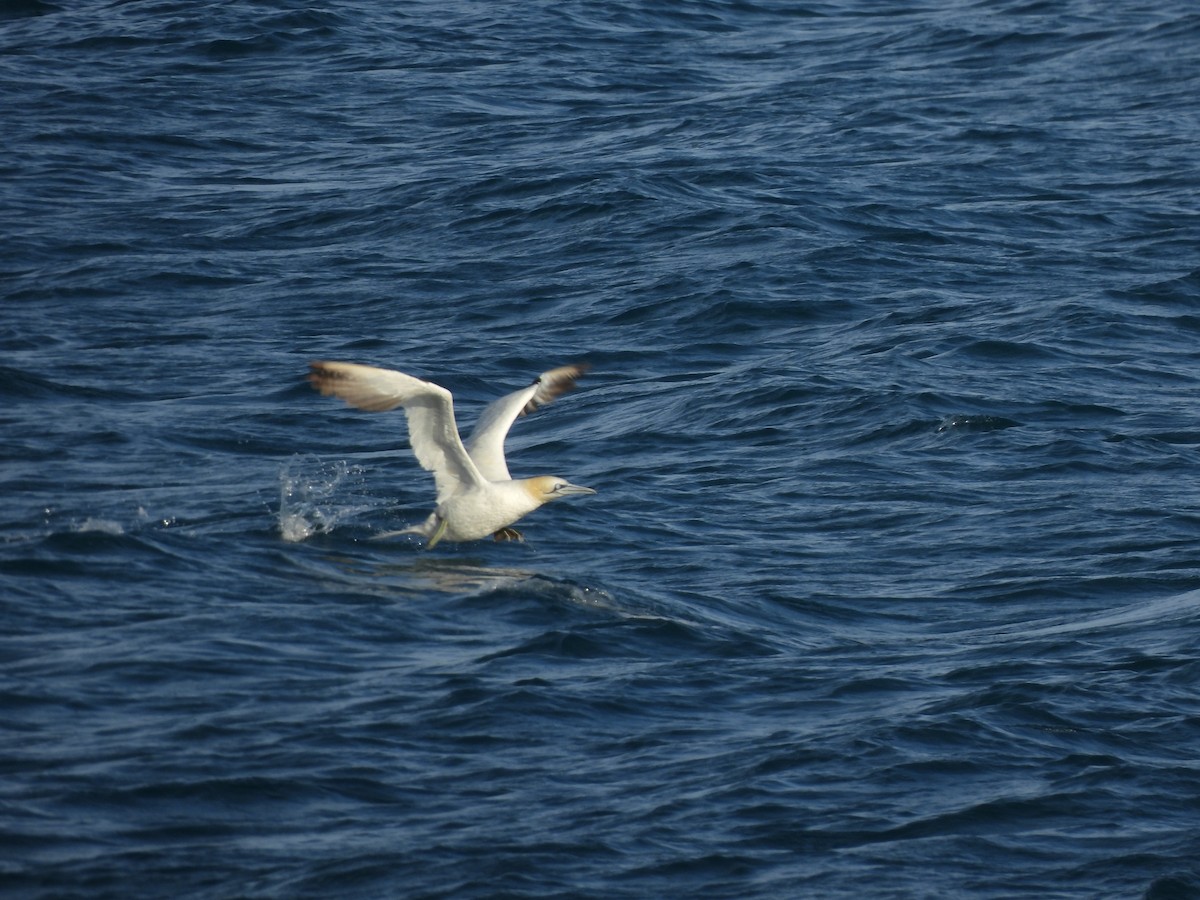 Alcatraz Atlántico - ML646468124
