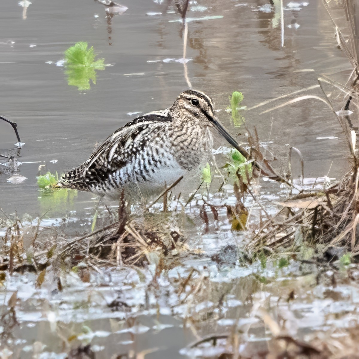 Agachadiza de Wilson - ML646468125