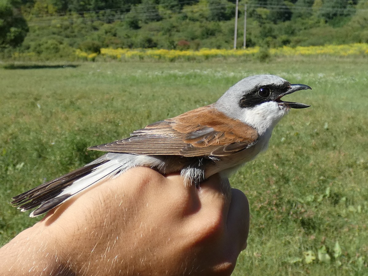 Alcaudón Dorsirrojo - ML646468126