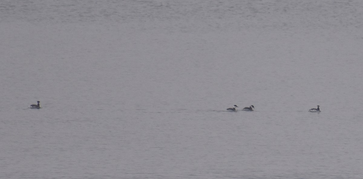 Пірникоза червоношия - ML646468127