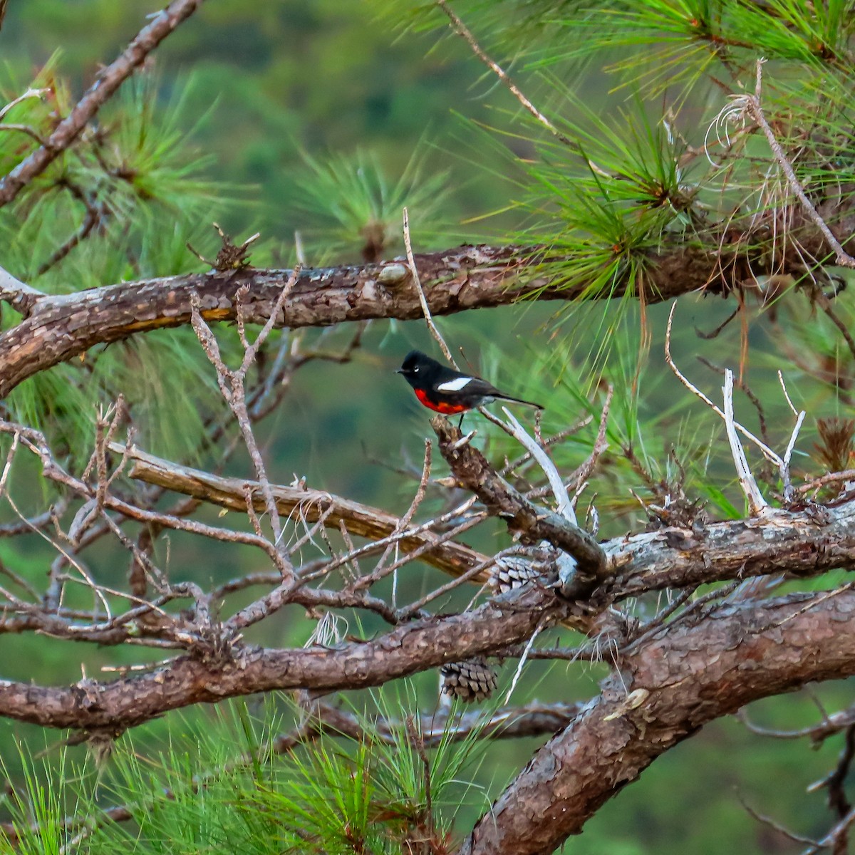 Candelita Aliblanca - ML646468128