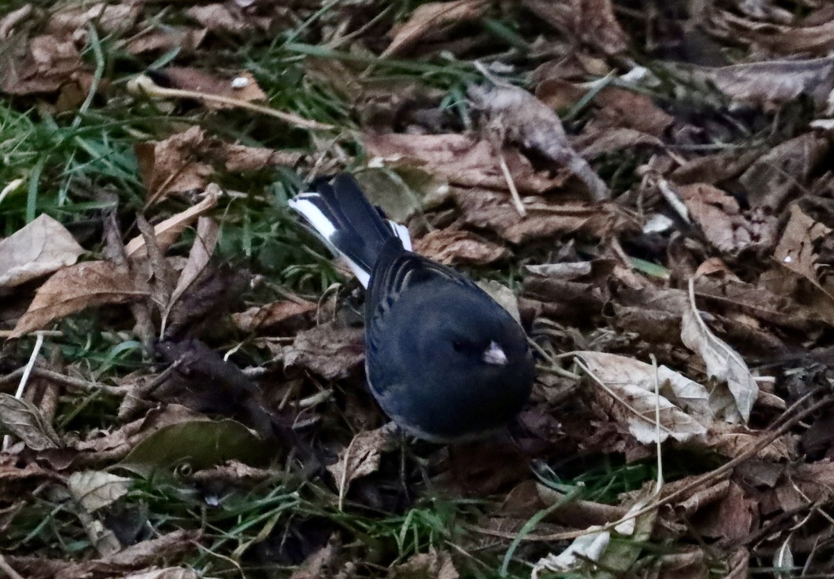 Junco Ojioscuro - ML646468129