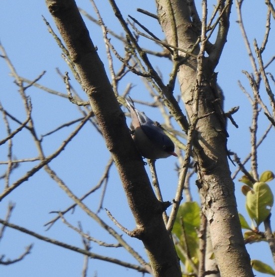 Trepador Piquirrojo - ML646468130