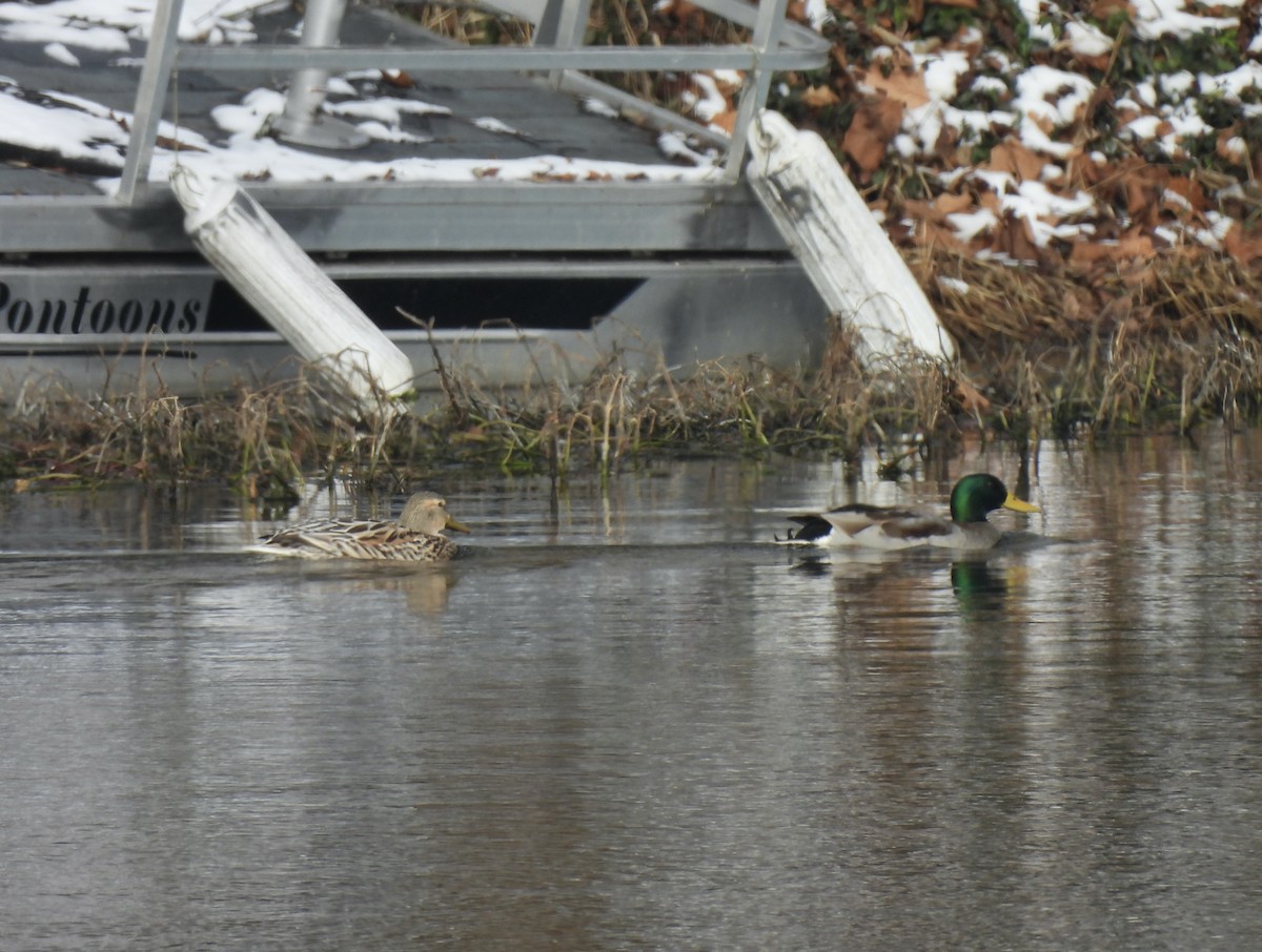 Ánade Azulón - ML646468133