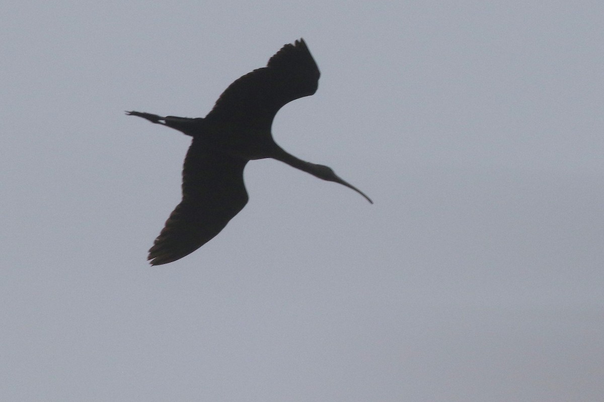 Morito Común - ML646468134