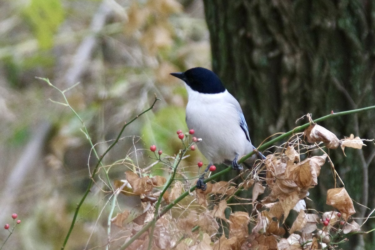 asurskjære - ML646468135