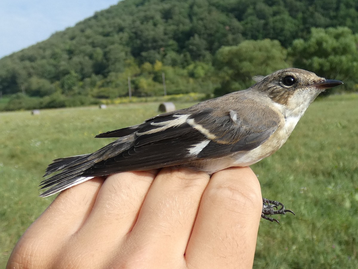 Euli-txori lepazuria - ML646468137