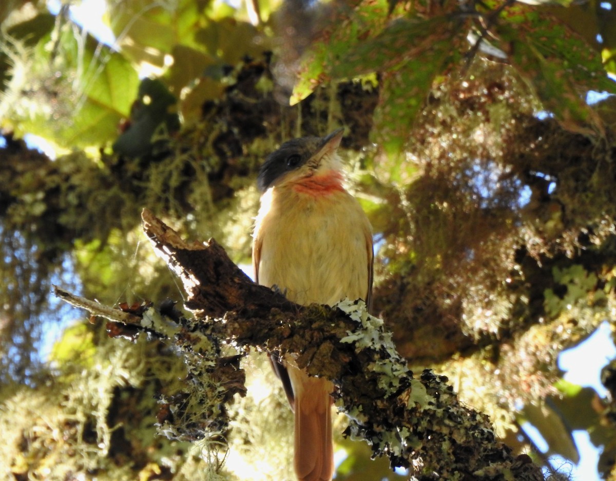 Anambé Degollado - ML646468138