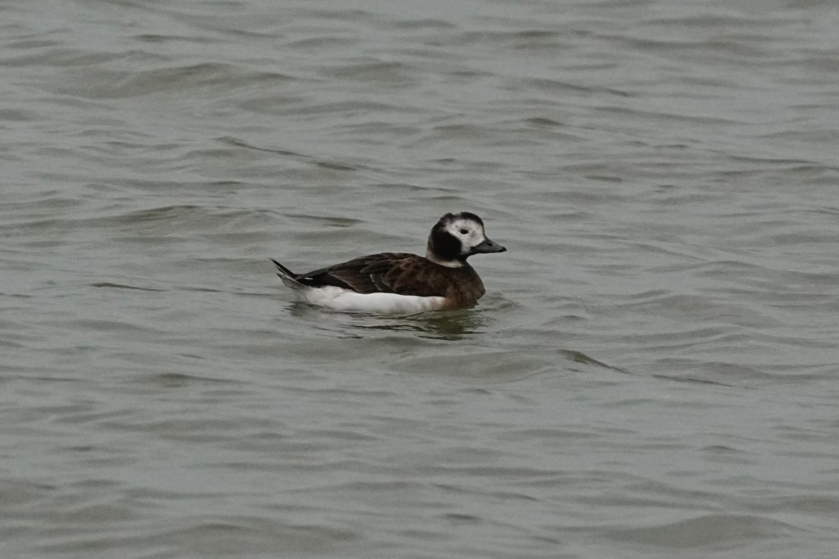 Pato Havelda - ML646468139