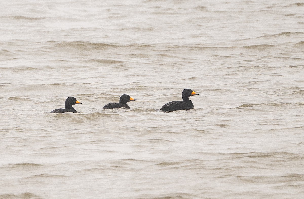 クロガモ - ML646468140