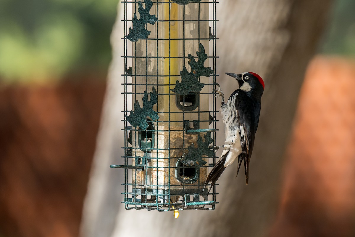 Carpintero Bellotero - ML646468146