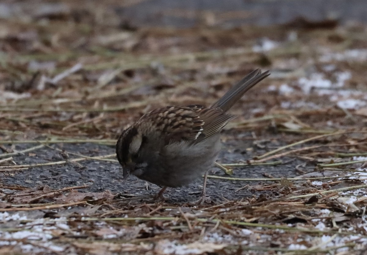 Chingolo Gorjiblanco - ML646468147