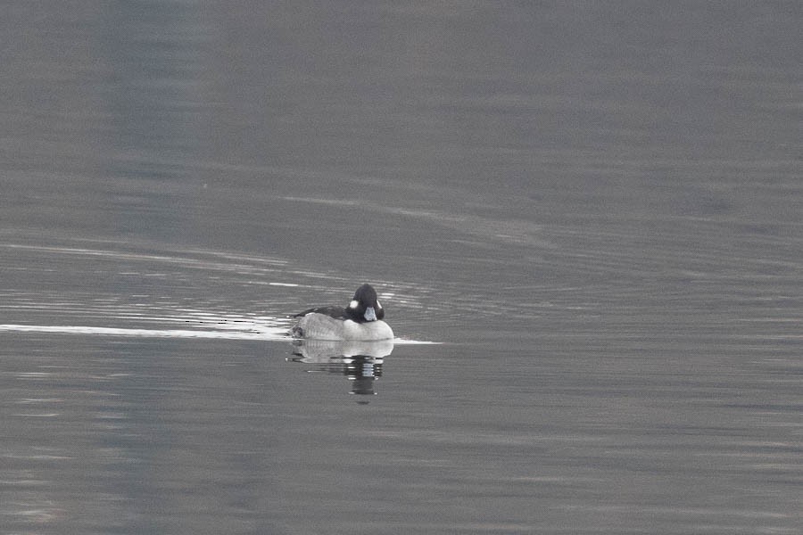 Porrón Albeola - ML646468148