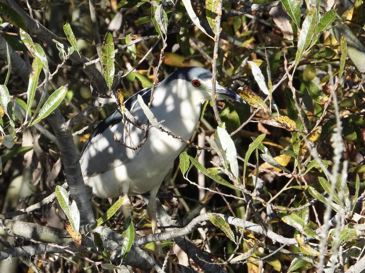 Black-crowned Night Heron - ML646468149