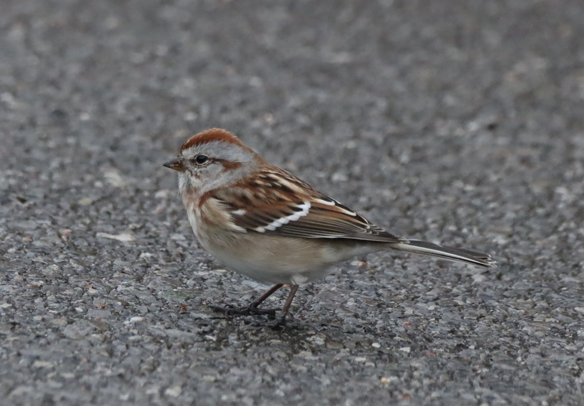 American Tree Sparrow - ML646468150