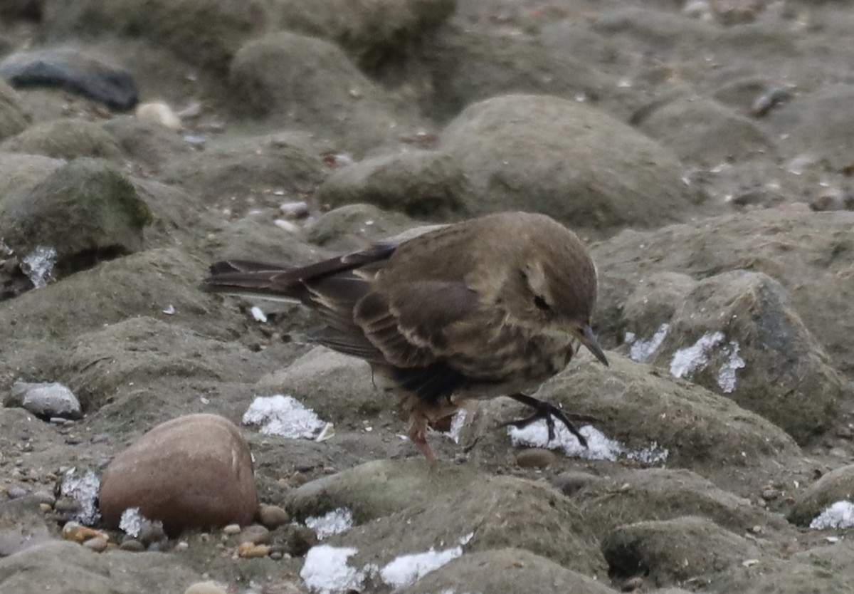 American Pipit - ML646468152