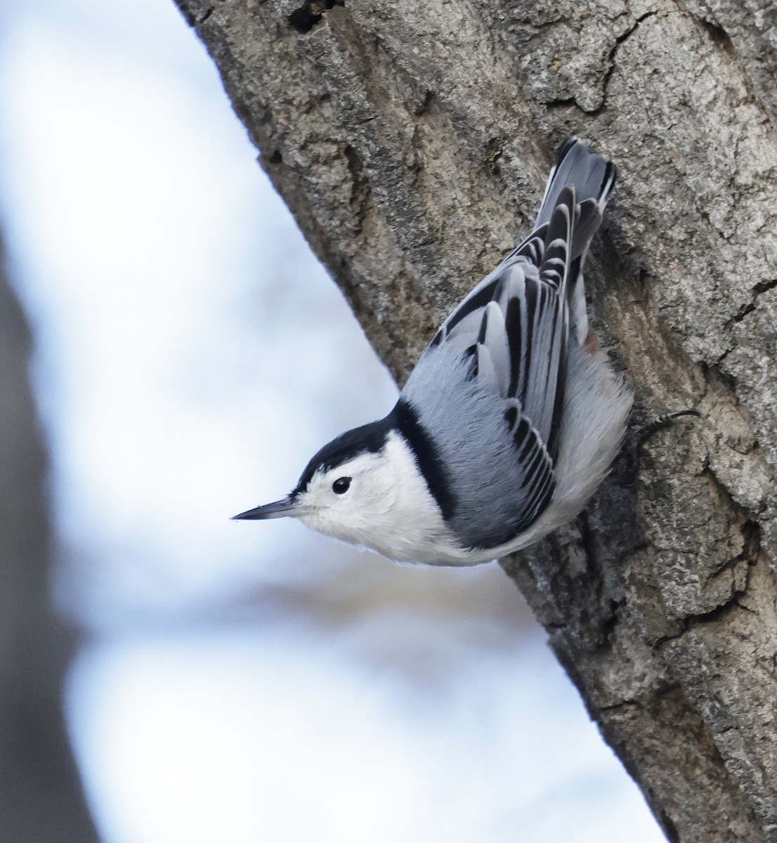 White-breasted Nuthatch (Eastern) - ML646468153