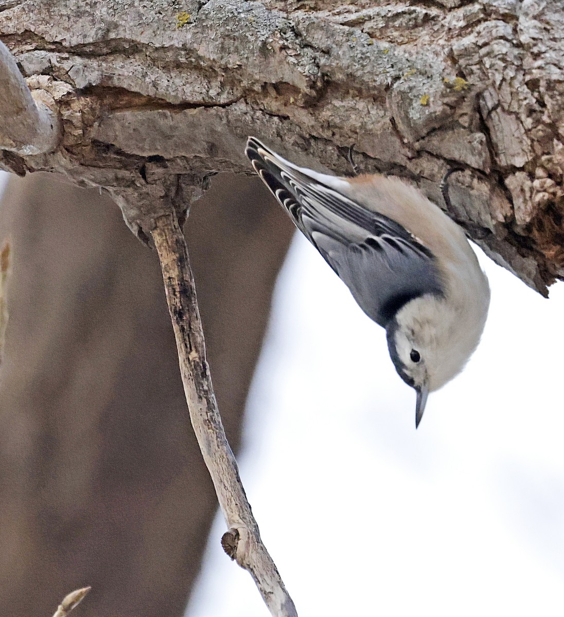 White-breasted Nuthatch (Eastern) - ML646468154