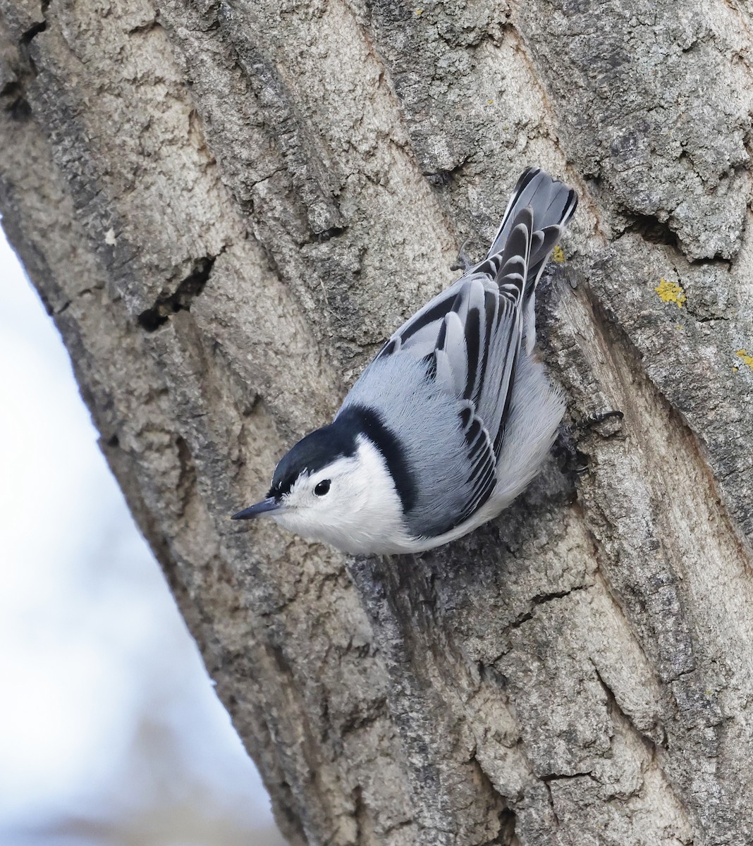 White-breasted Nuthatch (Eastern) - ML646468155