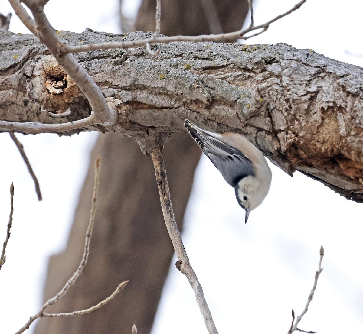 White-breasted Nuthatch (Eastern) - ML646468156