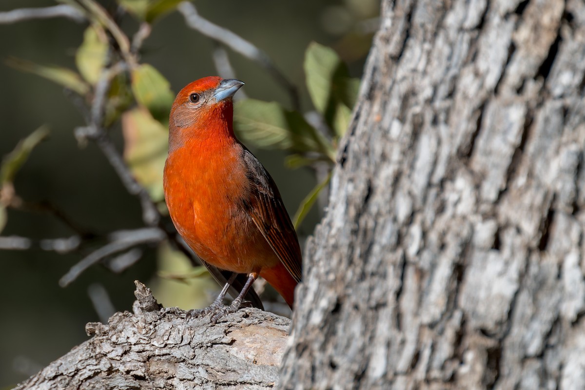 Hepatic Tanager - ML646468157
