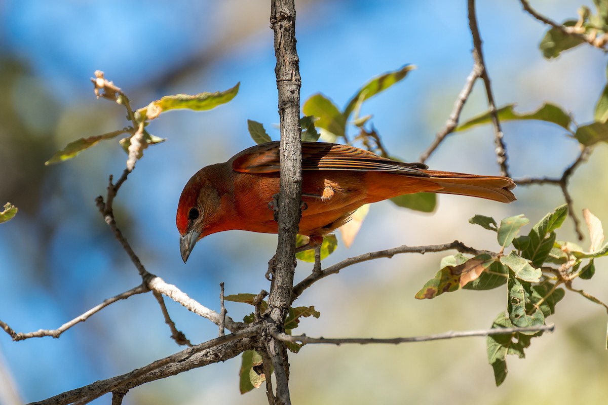 Hepatic Tanager - ML646468158